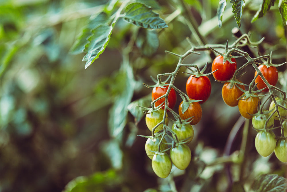 Getrocknete Kräuter, Gewürze und Tomaten: Ein botanisches und historisches Zusammenspiel